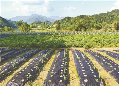 江西铜鼓黄精基地图片